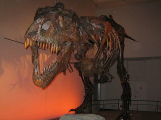 t-rex.jpg